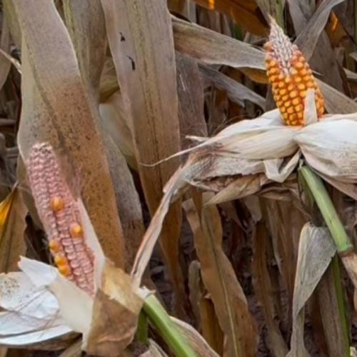 Anomalia da espiga presa no milho intriga especialistas em agricultura