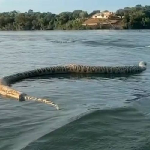 Cobra de quase 7 metros aparece em lago de Porto Nacional