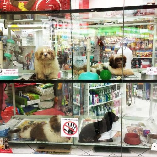 Nova lei sancionada São Paulo proíbe venda de cães e gatos em vitrine