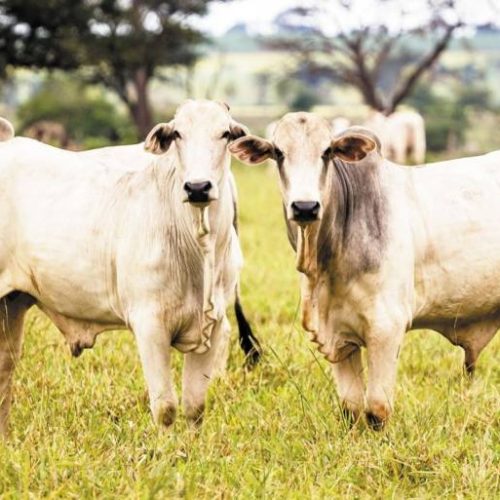 Preço do arroba do boi no Tocantins se mantem firme; confira a cotação