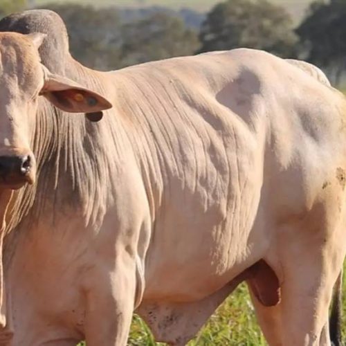 Preços do boi gordo no Tocantins sobem com oferta reduzida, aponta especialista