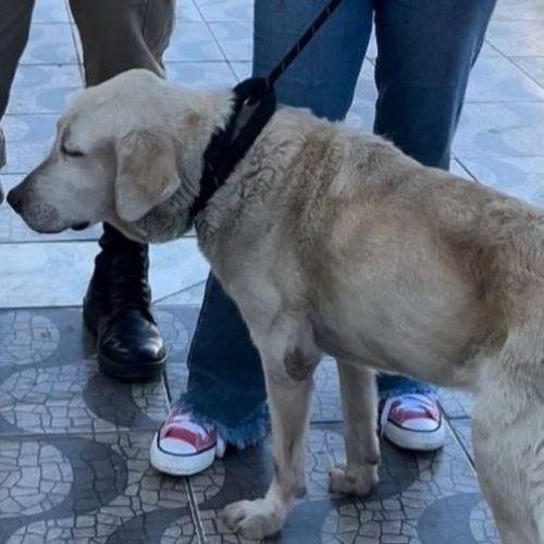 Cachorro é resgatado após ser encontrado preso, sem alimentação e com claros sinais de maus-tratos em Gurupi