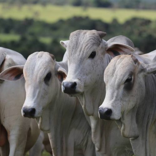 Aumento na demanda impulsiona valorização da arroba do boi gordo no Tocantins