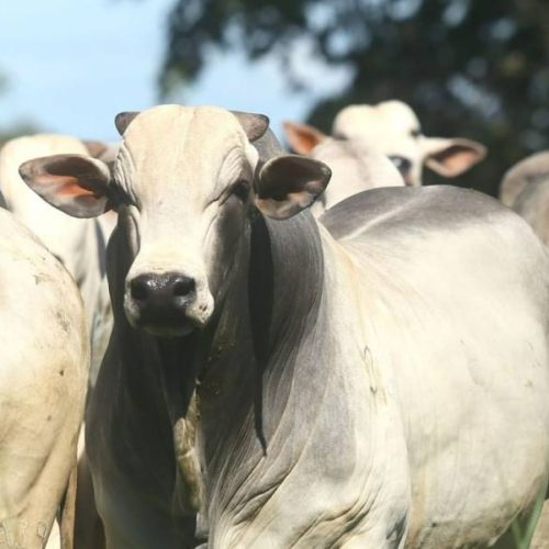 Confira a situação atual do mercado do boi gordo no Tocantins