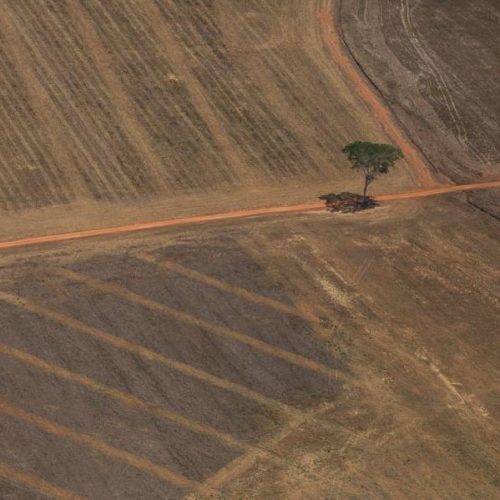 Empresa e quatro réus são condenados a pagar R$ 10 milhões por desmatamento ilegal em Lagoa da Confusão