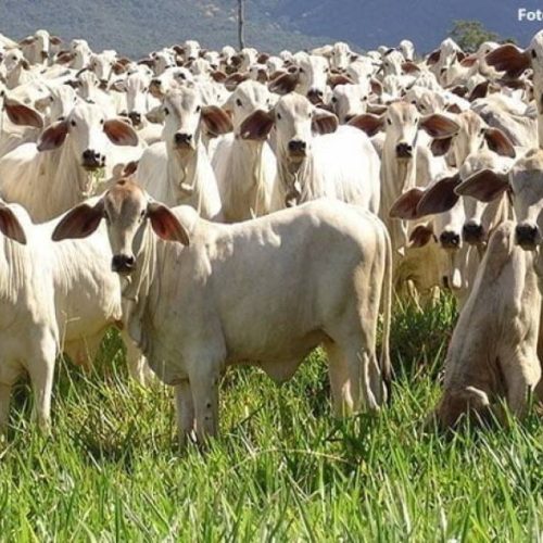 Mercado do boi gordo registra alta na região Sul do Tocantins