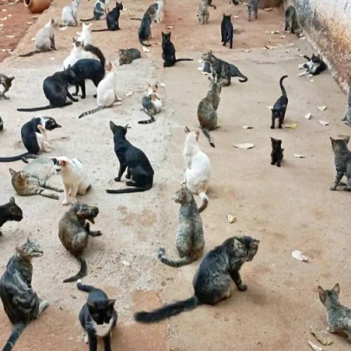 Operação desativa 53 "gatos" em Palmas