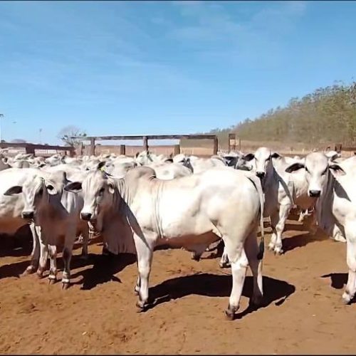 Nelore Tocantins e ABCZ realizam pesagem inicial da 4ª prova de ganho de peso em Silvanópolis