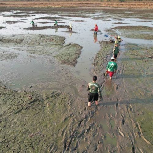 Operação Gigante do Araguaia: Tocantins resgata mais de 150 peixes em ação heroica na Ilha do Bananal