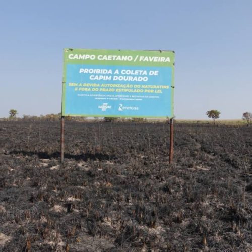 Campos de capim dourado ganham fiscalização para inibir queimadas