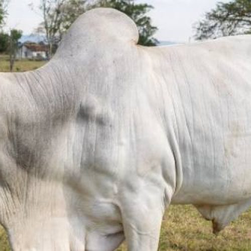 Explosão no preço do boi gordo: Oferta restrita faz cotação disparar no Tocantins