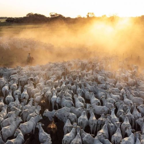 Governador de MT libera pecuária em área protegida do Pantanal, ameaçando bioma