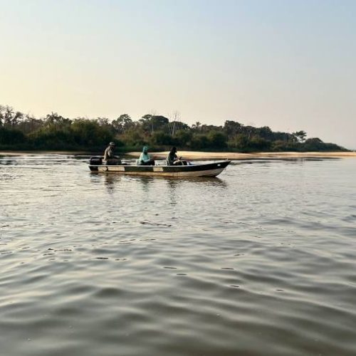 Terceira campanha do Pró-Ariranha revela batalha épica pela sobrevivÃªncia da espécie no Tocantins