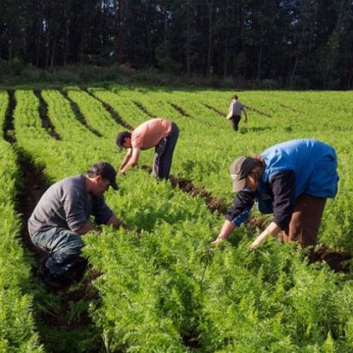 Conab abre chamada pÃÂºblica para compra da agricultura familiar