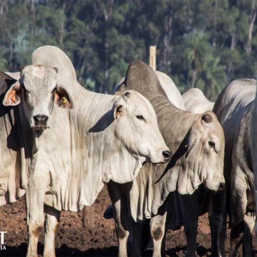 Aumento de preÃÂ§os do boi gordo em Mato Grosso, mas sinal de alerta deve ser ligado