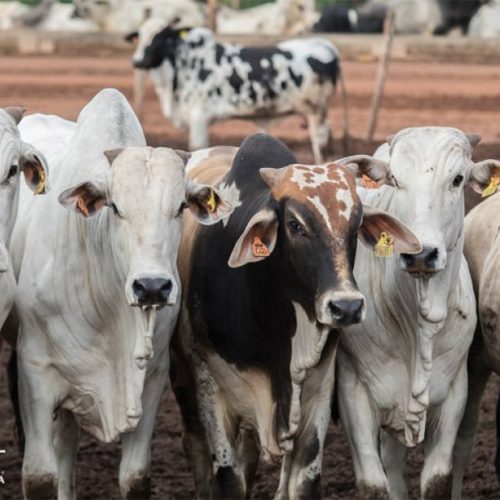 Mais uma queda no mercado atacadista de carne bovina com osso