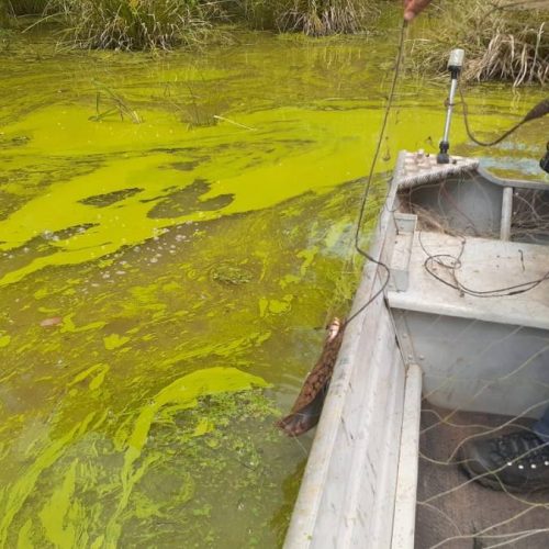 PoluiÃÂ§ÃÂ£o em trecho do lago de Palmas ÃÂ© constatada por delegacia; inquÃÂ©rito ÃÂ© instaurado