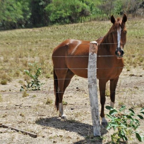 Caso de mormo ÃÂ© registrado em equino na Ilha do Bananal