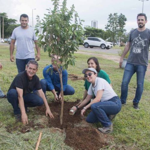 Plantio de ÃÂ¡rvores deve resultar na formaÃÂ§ÃÂ£o de um bosque na Avenida JK