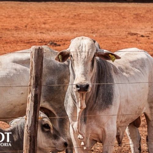 Mercado do boi gordo parado, mas atenÃÂ§ÃÂ£o ÃÂ  reduÃÂ§ÃÂ£o da oferta de boiada