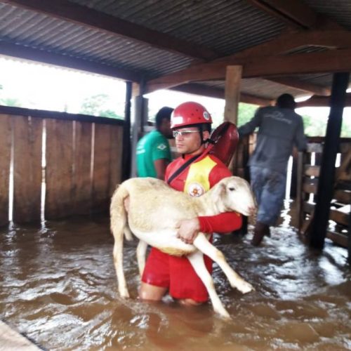 Bombeiros Militares resgatam animais e pertences de chÃÂ¡cara que ficou alagada em Araguatins