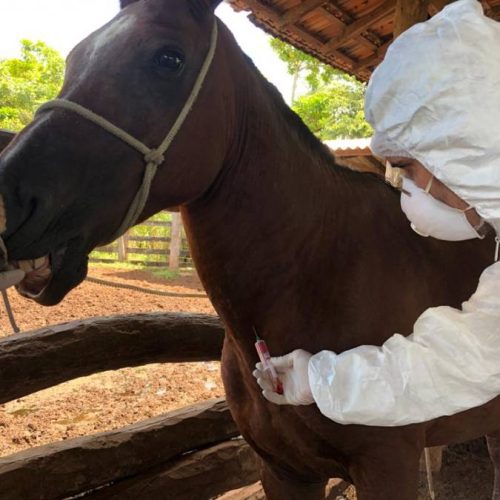 SacrifÃÂ­cio dos equÃÂ­deos diagnosticados com mormo ÃÂ© realizado em Formoso do Araguaia