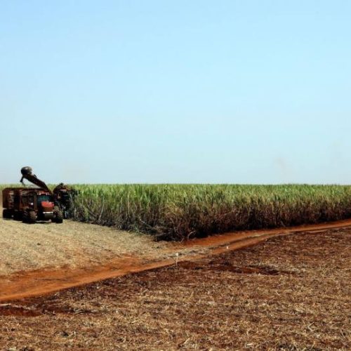 Pandemia: produtores rurais se preparam para diminuir riscos