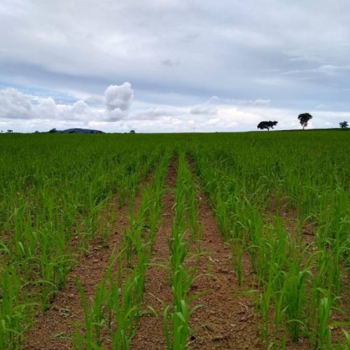 Agricultores apostam em tecnologia de plantio consorciado para conservaÃÂ§ÃÂ£o de pastagem