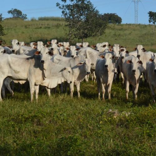 Campanha de vacinaÃÂ§ÃÂ£o contra febre aftosa comeÃÂ§a dia 1ÃÂº de maio e segue atÃÂ© o dia 31 de agosto