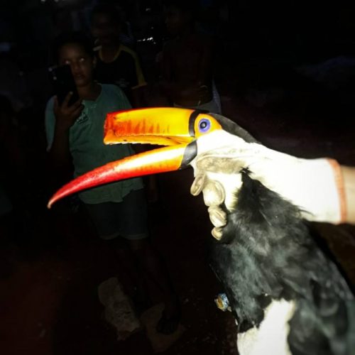 Tucano ferido ÃÂ© capturado por bombeiros militares