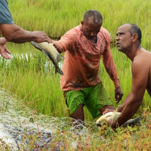 Peixes cultivados pela Prefeitura serÃÂ£o entregues para famÃÂ­lias em vulnerabilidade social