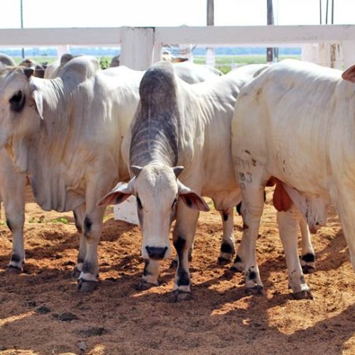 Campanha de vacinaÃÂ§ÃÂ£o contra aftosa teve inÃÂ­cio na sexta e prossegue atÃÂ© dia 31