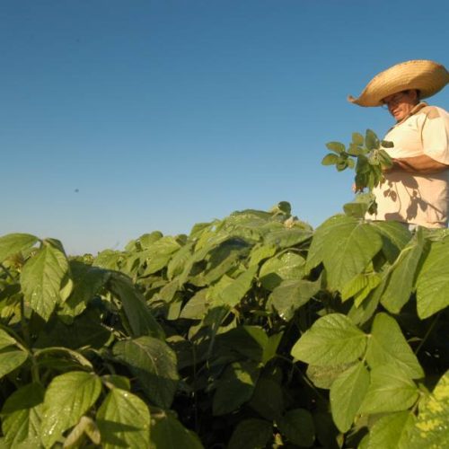 Alerta ÃÂ© emitido para doenÃÂ§a que pode acabar com plantaÃÂ§ÃÂµes de soja