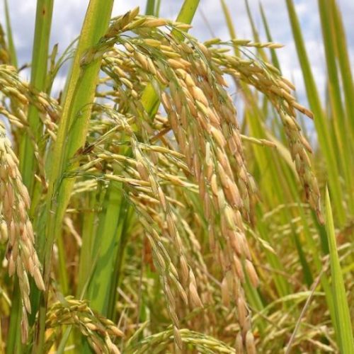 Pesquisa: Tocantins continua sendo o 3ÃÂº maior produtor de arroz do paÃÂ­s