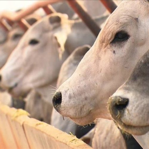 Rebanho bovino do Tocantins volta a crescer e produÃÂ§ÃÂ£o de ovos bate recorde, revela pesquisa