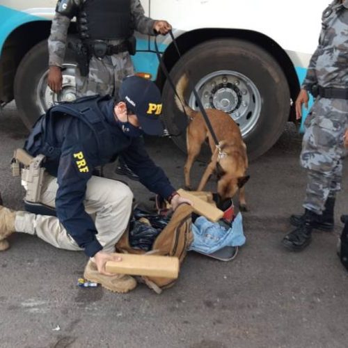 CÃÂ£o farejador localiza cerca de 15 kg de entorpecentes em GuaraÃÂ­