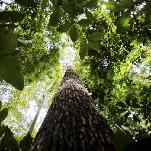 ProduÃÂ§ÃÂ£o florestal cresce 23,5% em 2019; pequi e babaÃÂ§u sÃÂ£o destaques