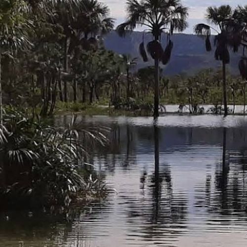 Tocantins divulga plano de aÃÂ§ÃÂ£o para conservaÃÂ§ÃÂ£o de espÃÂ©cies ameaÃÂ§adas de extinÃÂ§ÃÂ£o no Cerrado