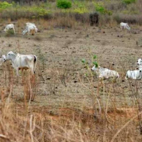 Proposta insere o Tocantins em aÃÂ§ÃÂµes de combate ÃÂ¡ seca em programa do Governo Federal