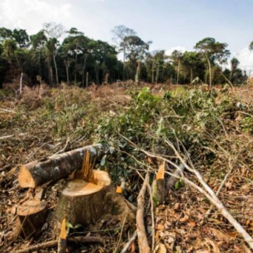 RelatÃÂ³rio revela que mais de 165mil hectares de ÃÂ¡reas foram desmatadas no Tocantins