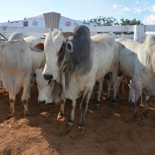 Tocantins vacina mais de 4,1 milhÃÂµes de bovÃÂ­deos contra aftosa e rebanho supera os 9 milhÃÂµes