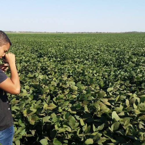 Os sojicultores do Tocantins tem um novo prazo para realizarem cadastro das ÃÂ¡reas produtoras de soja