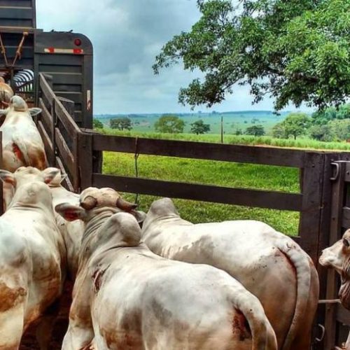 Boi gordo: confira o preÃÂ§o da arroba no Estado do Tocantins nas regiÃÂµes Norte e Sul; Mercado em alta