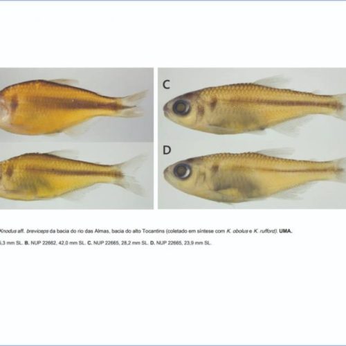 Pesquisa revela duas novas espÃÂ©cies de peixes na bacia do rio Tocantins