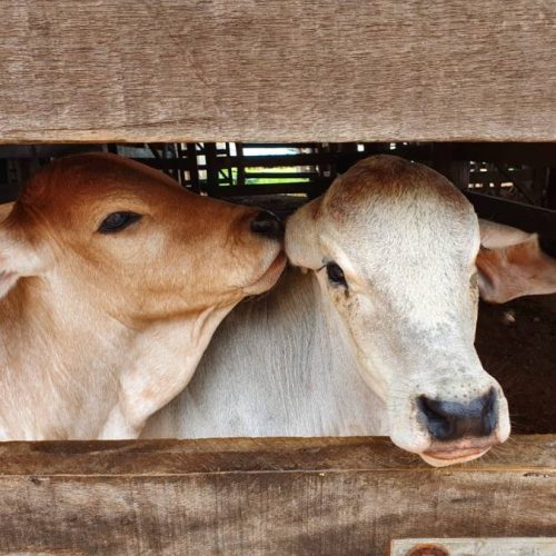 Estado do Tocantins se prepara para imunizar rebanho bovino e bubalino contra a febre aftosa