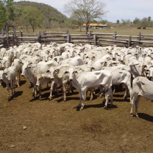 Preço da reposição de bezerros em crescente alta no Tocantins, produtores comemoram