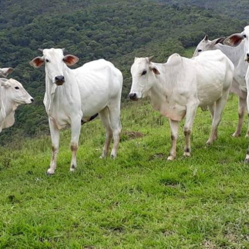 Tocantins inicia semana com perspectiva de bons negócios no mercado da novilha gorda