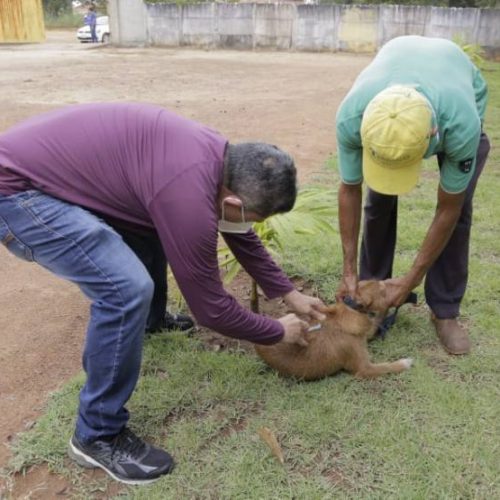 Vacinação de cães e gatos contra a raiva continua em Gurupi