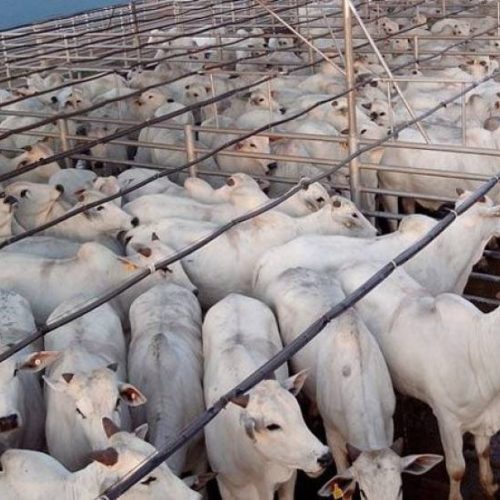 Praças tocantinenses apresentam queda no preço da arroba do boi gordo no início desta semana