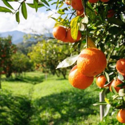 Brasil está no topo do ranking mundial de produção de laranja e exportação de suco da fruta para safra 2021/2022, diz Fundecitrus